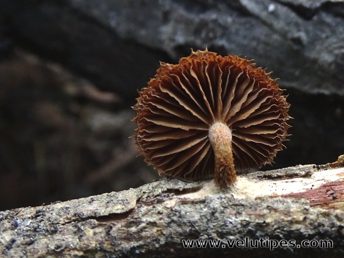 Phaeomarasmius erinaceus