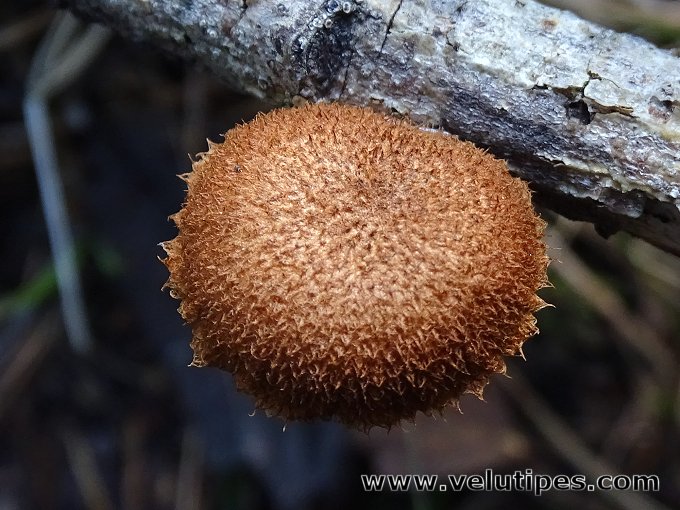 Phaeomarasmius erinaceus