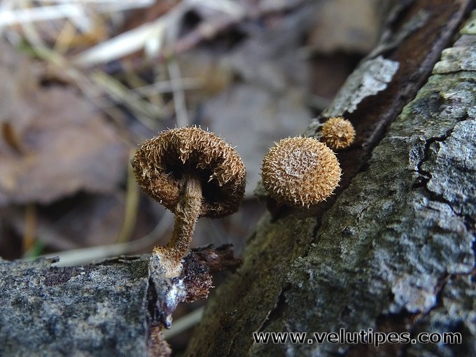 Phaeomarasmius erinaceus