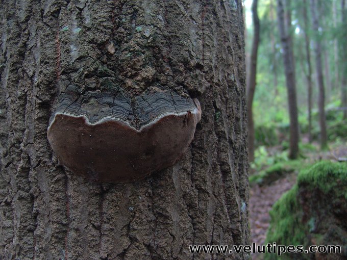 Phellinus tremulae