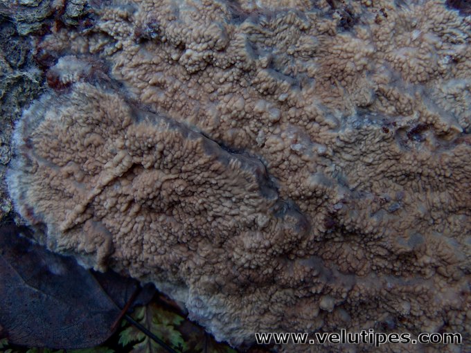 Phlebia centrifuga