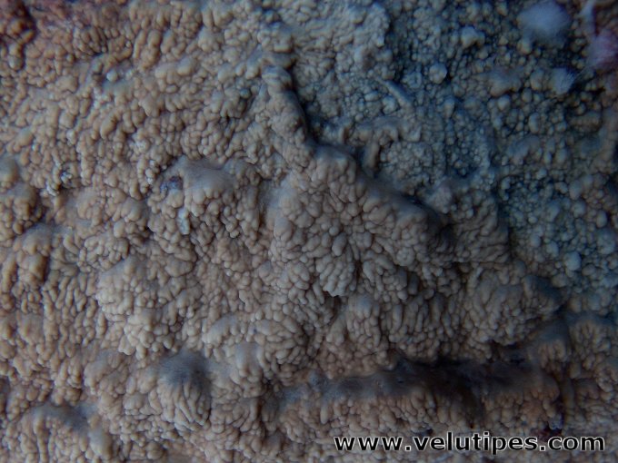 Phlebia centrifuga