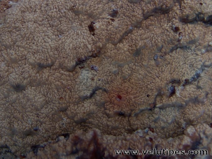 Phlebia centrifuga