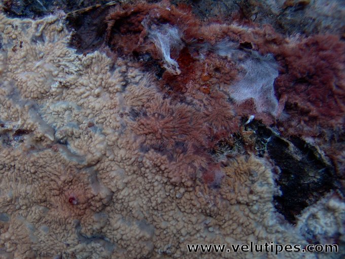 Phlebia centrifuga