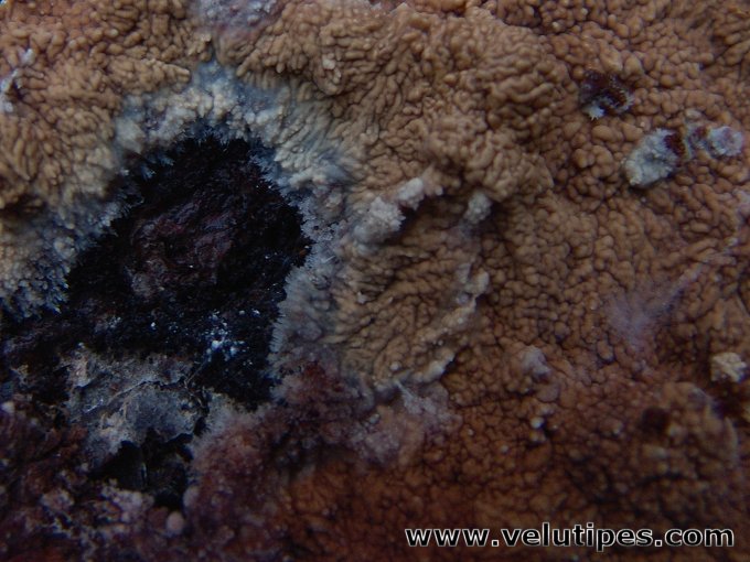 Phlebia centrifuga