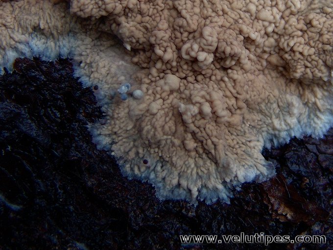 Phlebia centrifuga