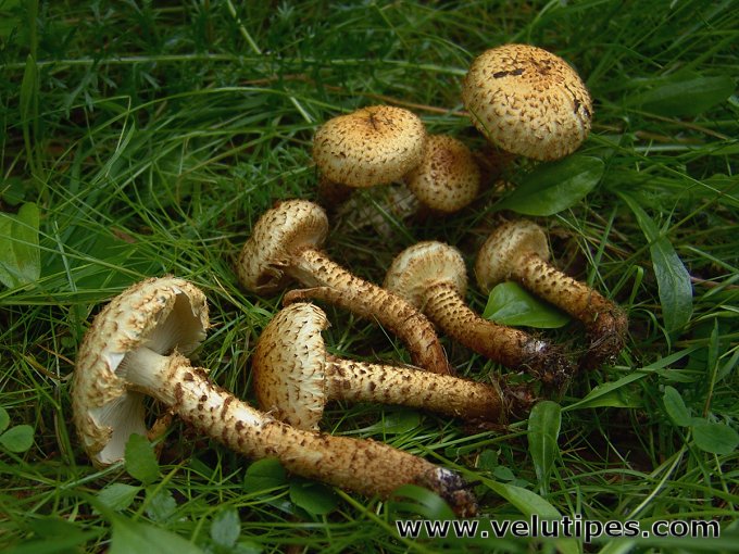 Pholiota lundbergii