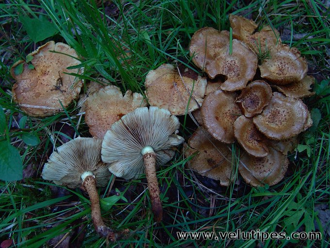 Pholiota lundbergii