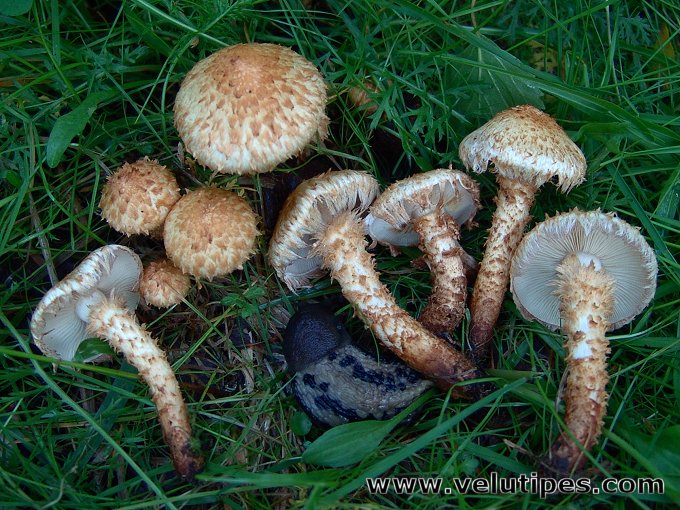 Pholiota lundbergii