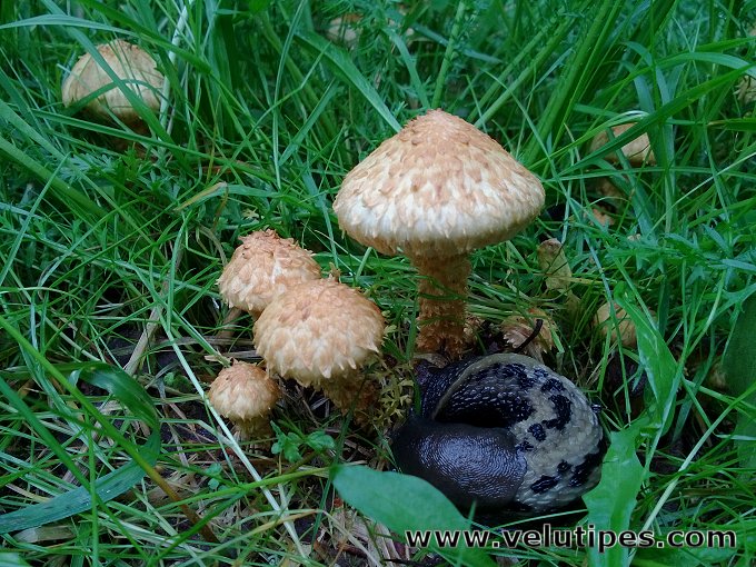 Pholiota lundbergii