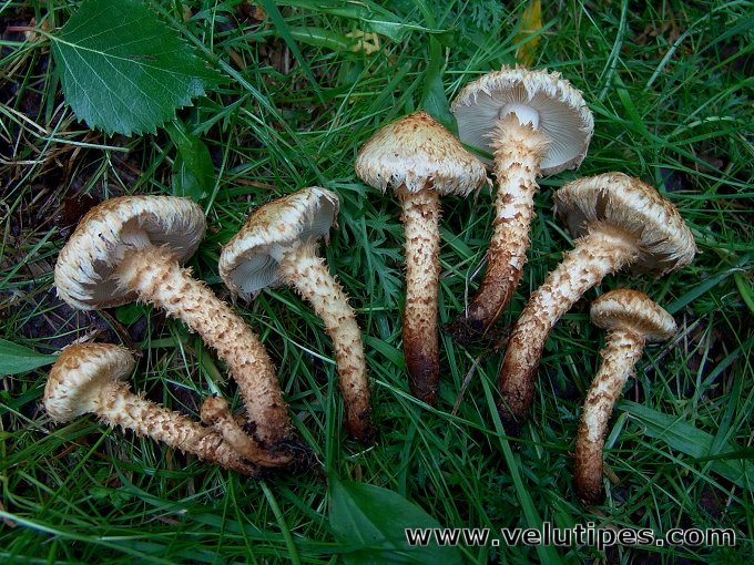 Pholiota lundbergii