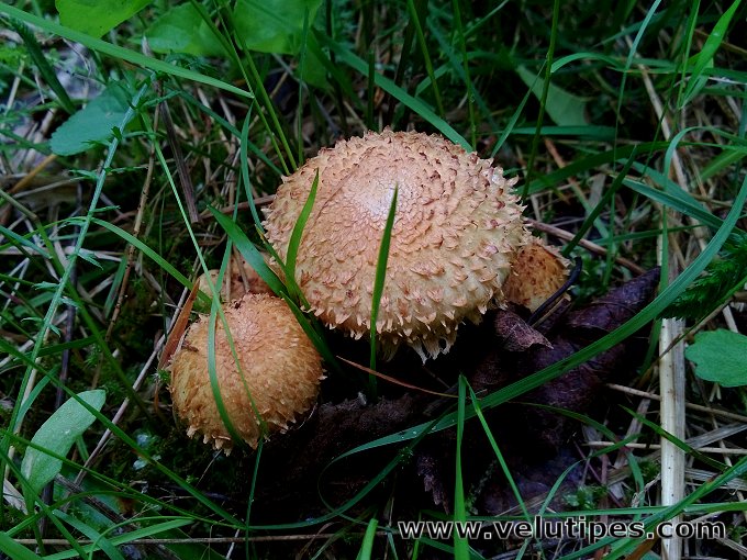 Pholiota lundbergii