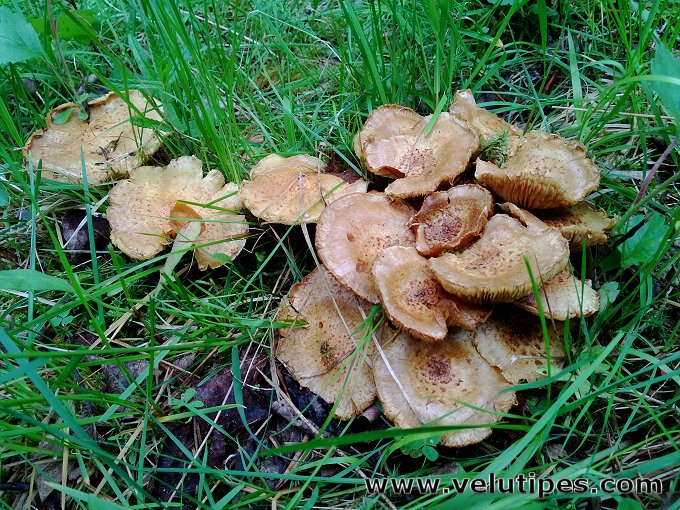 Pholiota lundbergii