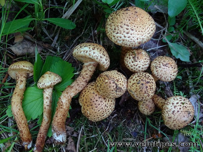 Pholiota lundbergii
