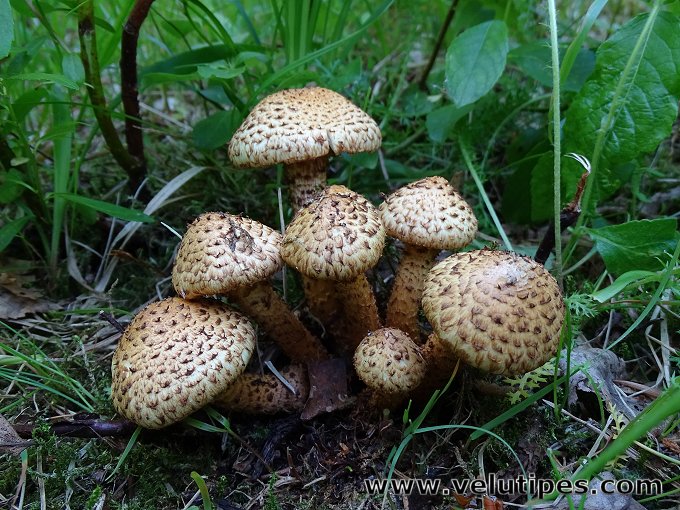 Pholiota lundbergii