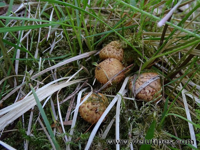 Pholiota lundbergii