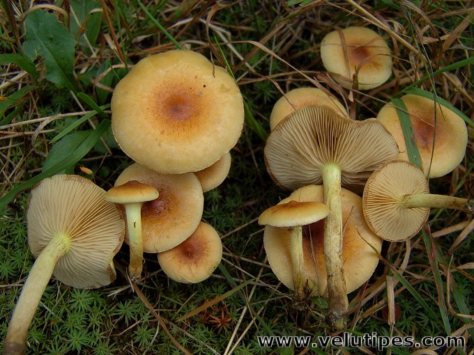 Pholiota spumosa