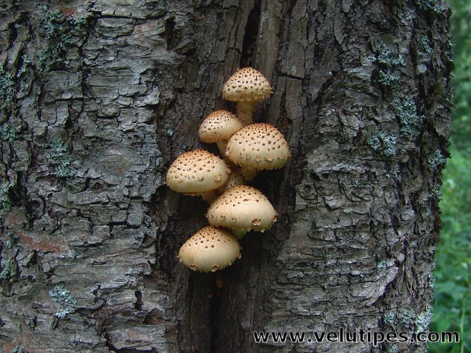 Pholiota squarrosoides