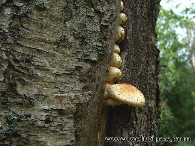 Pholiota squarrosoides