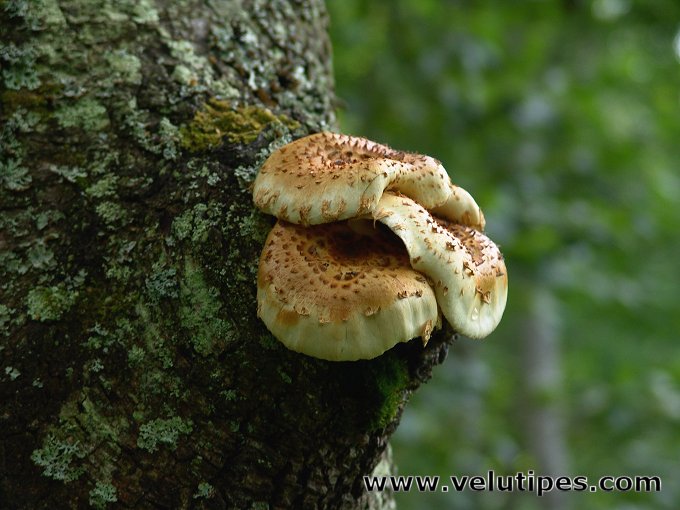 Pholiota squarrosoides