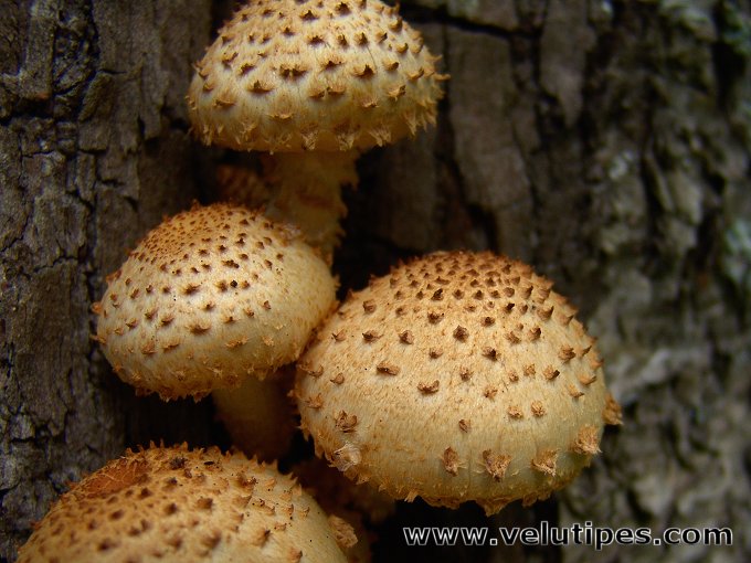 Pholiota squarrosoides