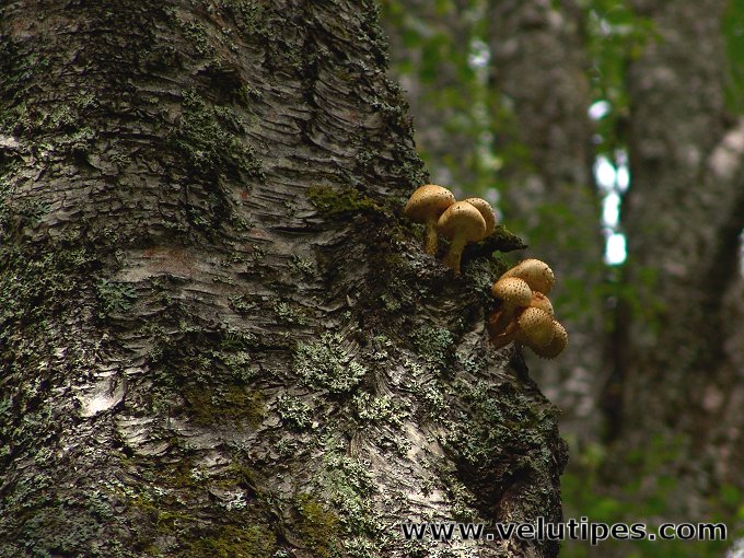 Pholiota squarrosoides
