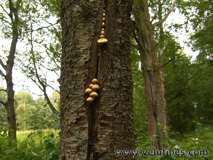 Pholiota squarrosoides