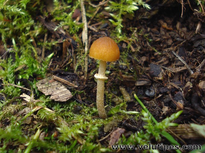 Pholiotina vexans (sensu lato)