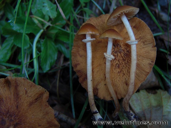 Pholiotina vexans (sensu lato)