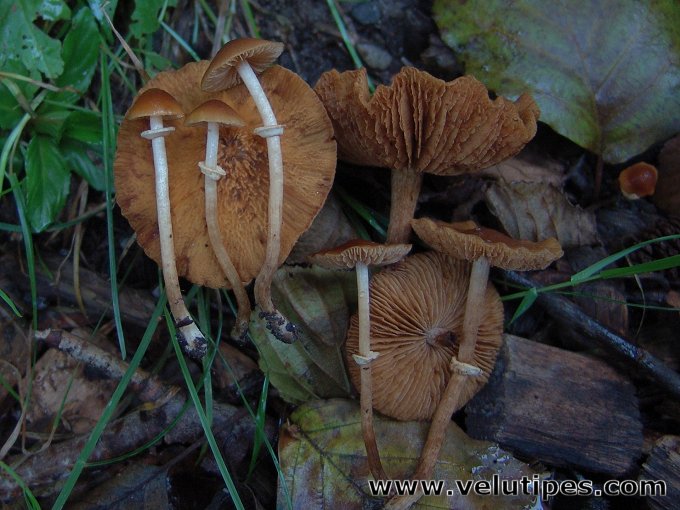 Pholiotina vexans (sensu lato)