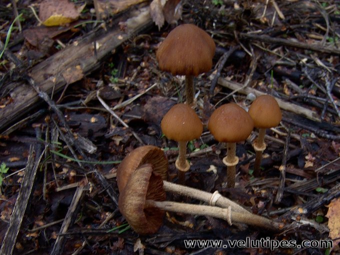 Pholiotina vexans (sensu lato)