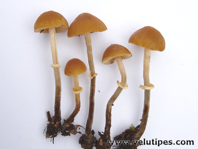 Pholiotina vexans (sensu lato)