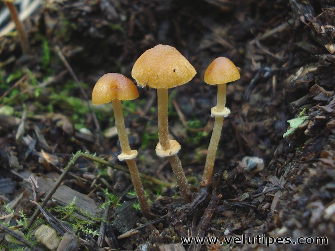 Pholiotina vexans (sensu lato)