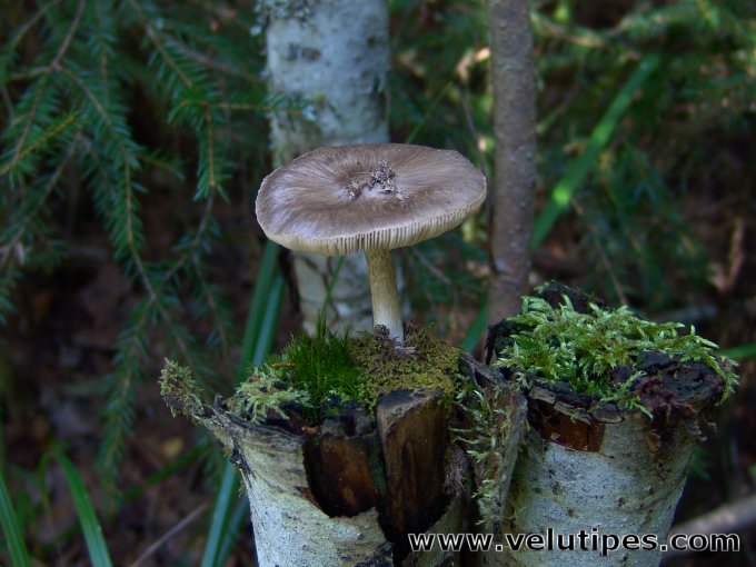 Pluteus cervinus