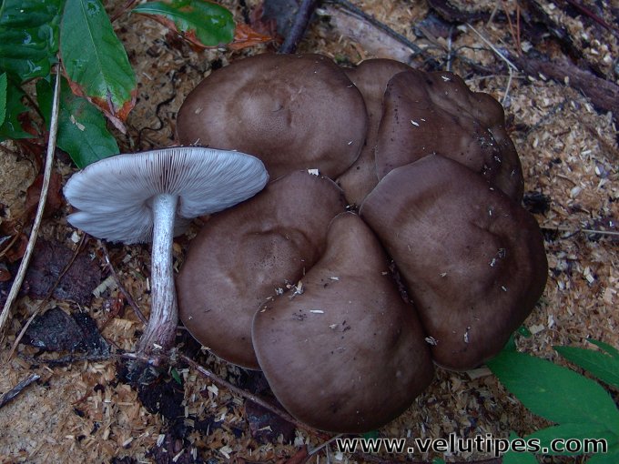 Pluteus cervinus