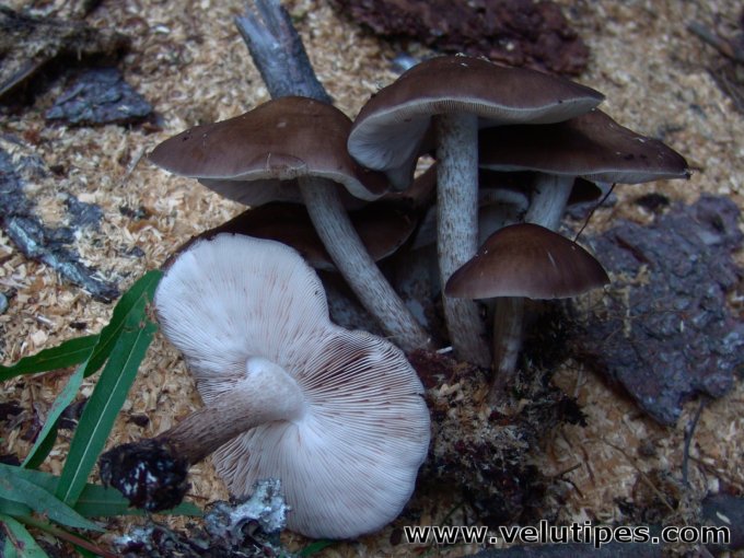 Pluteus cervinus