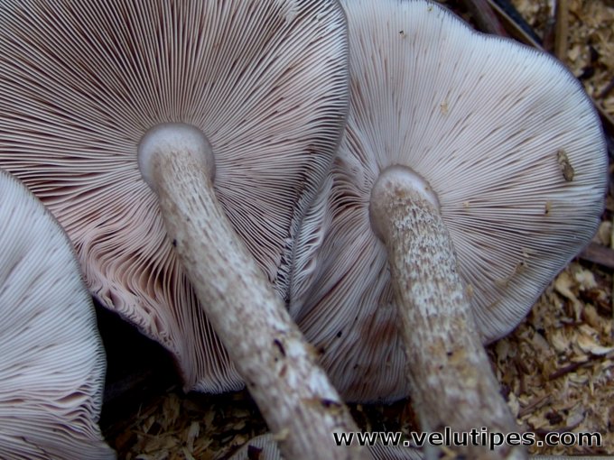 Pluteus cervinus