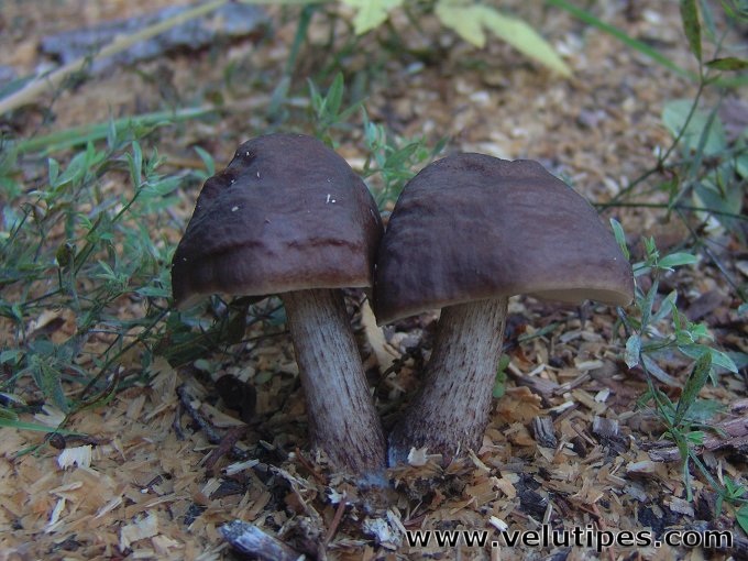 Pluteus cervinus