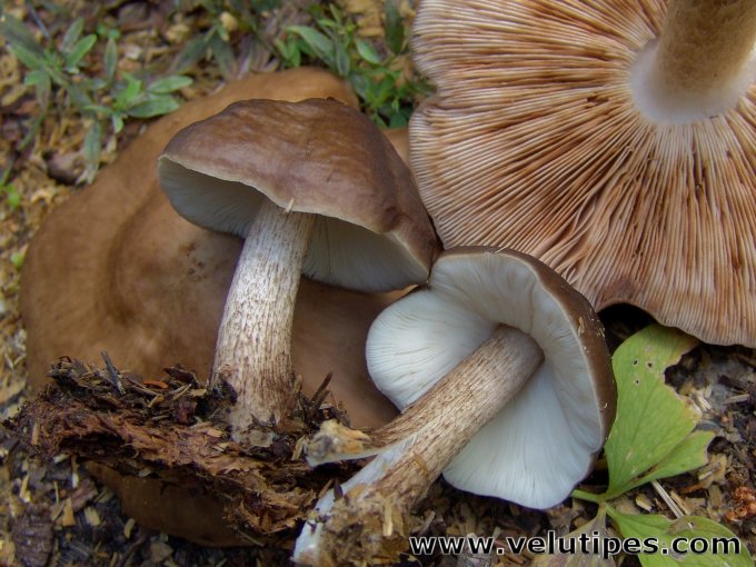 Pluteus cervinus