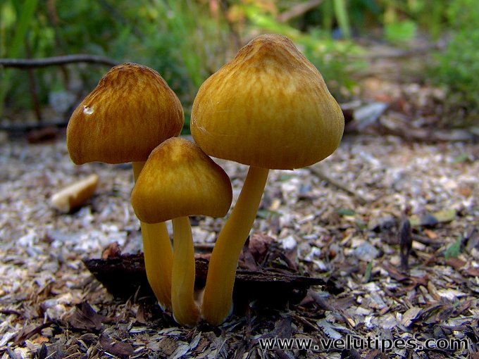 Pluteus leoninus
