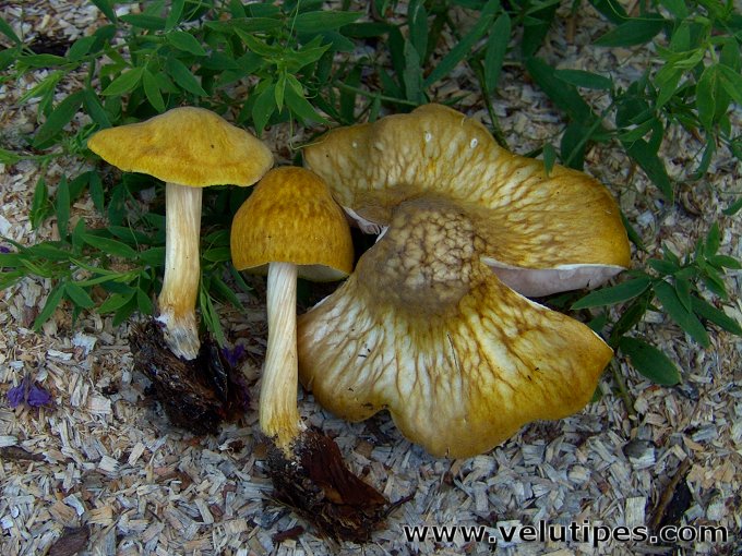 Pluteus leoninus