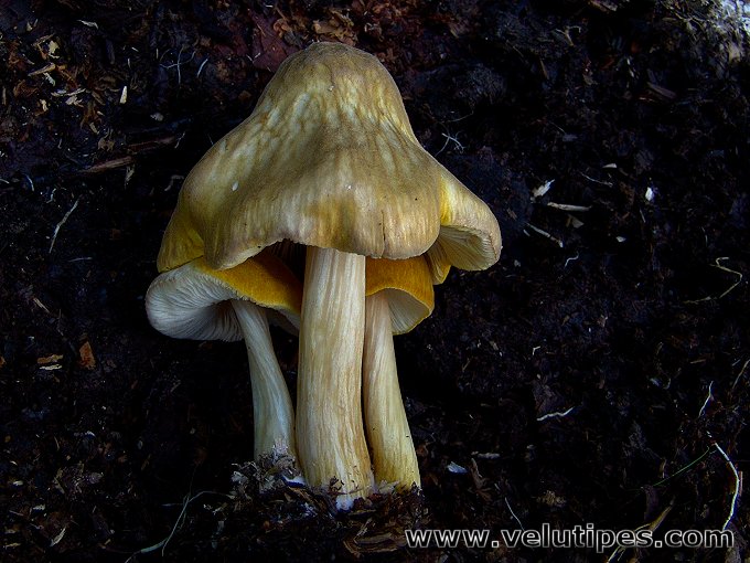 Pluteus leoninus