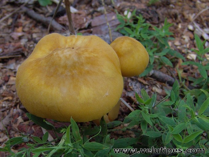 Pluteus leoninus