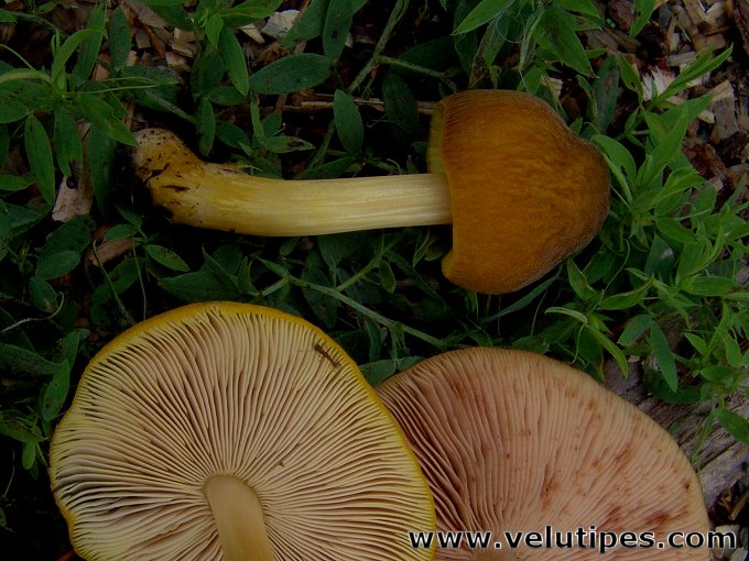 Pluteus leoninus