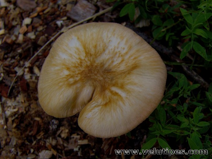 Pluteus leoninus