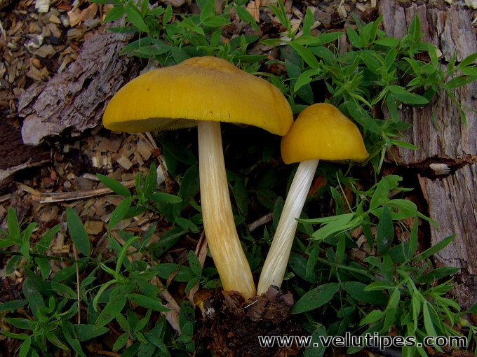 Pluteus leoninus