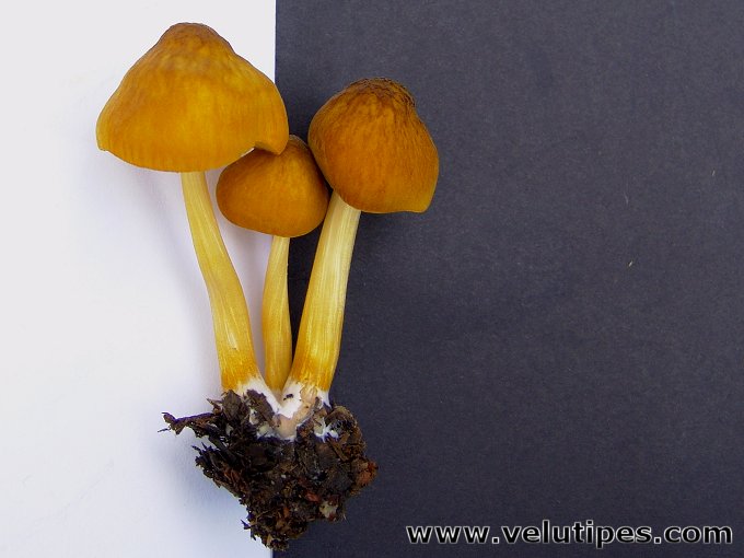 Pluteus leoninus