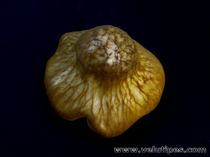 Pluteus leoninus