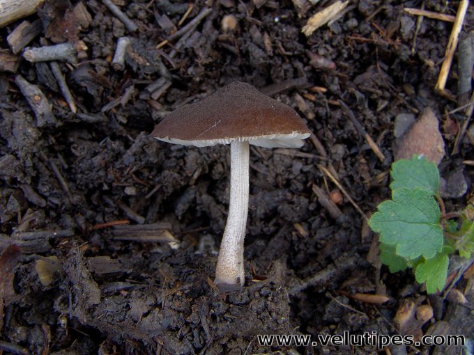 Pluteus podospileus