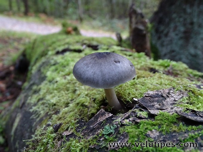 Pluteus salicinus